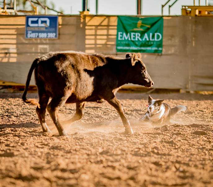 Young cow running in an arena with sponsor banners in background