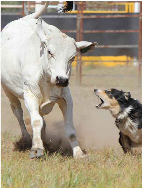 Cattle dog herding cattle