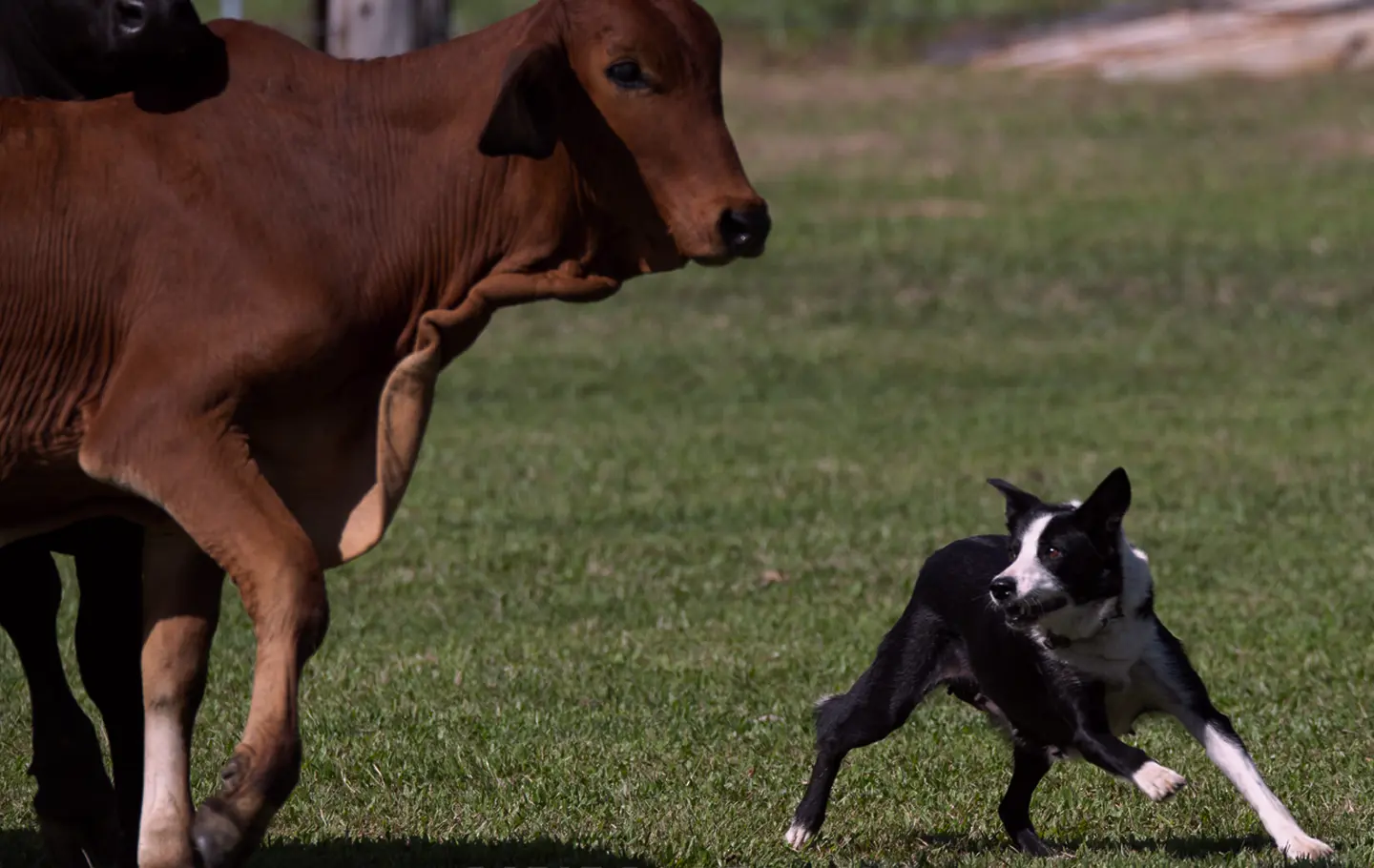 Queensland's Premier Cattle Dog Trial Association