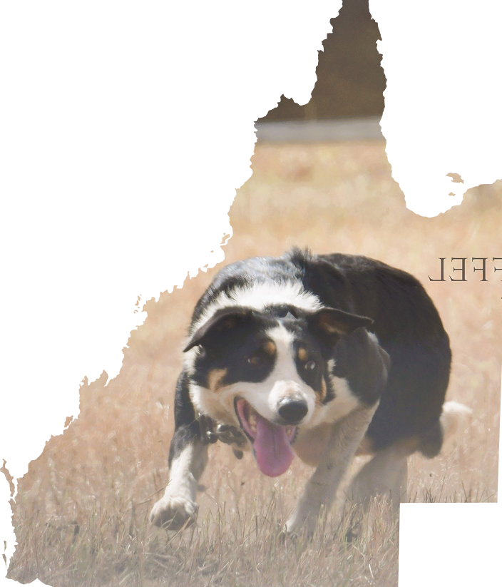 Dog registration visual