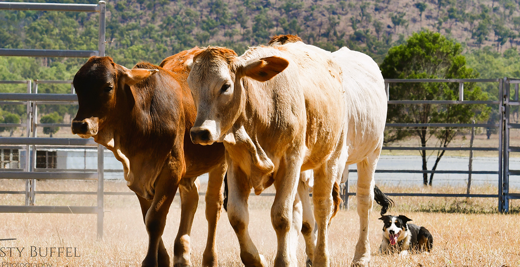 Cattle being worked in a trial