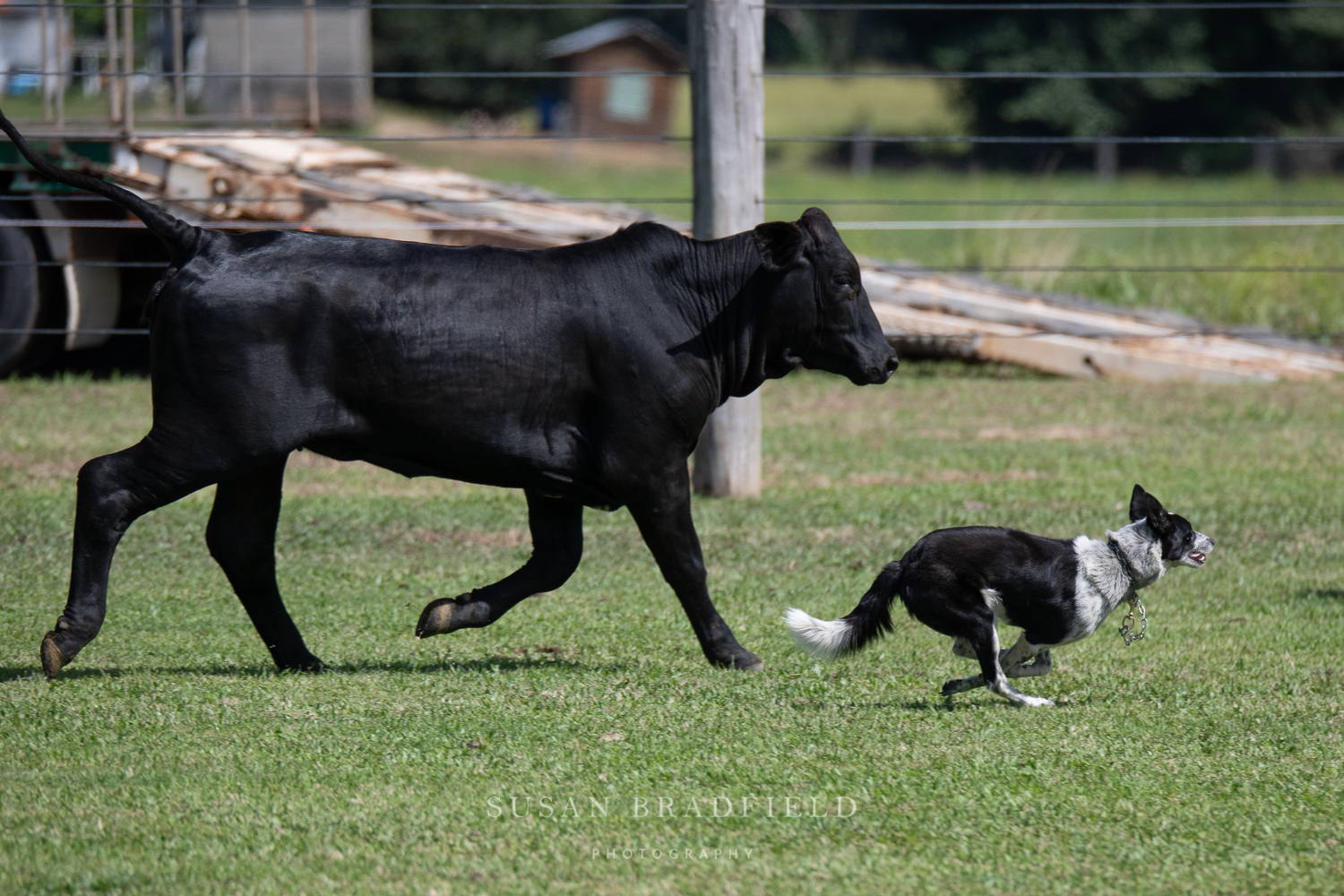 Kelpie and cow representing QWCDTAI legacy