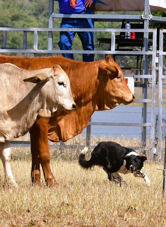 Working cattle dog in action