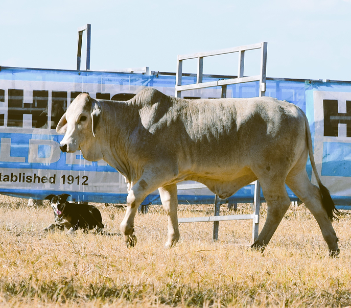 Young cow running in an arena with sponsor banners in background
